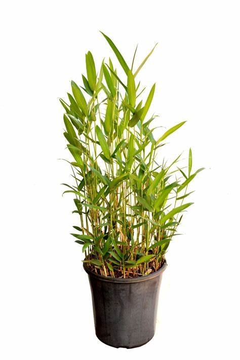 Pleioblastus pygmaeus (Dwarf Bamboo)